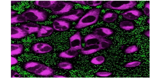 Multiplex Live Cell Imaging