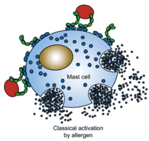 Challenges of Mast Cell Research