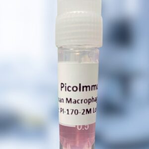 M1 Macrophages